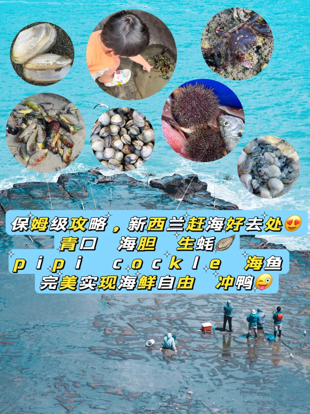 奥克兰最佳免费捡海鲜海滩推荐