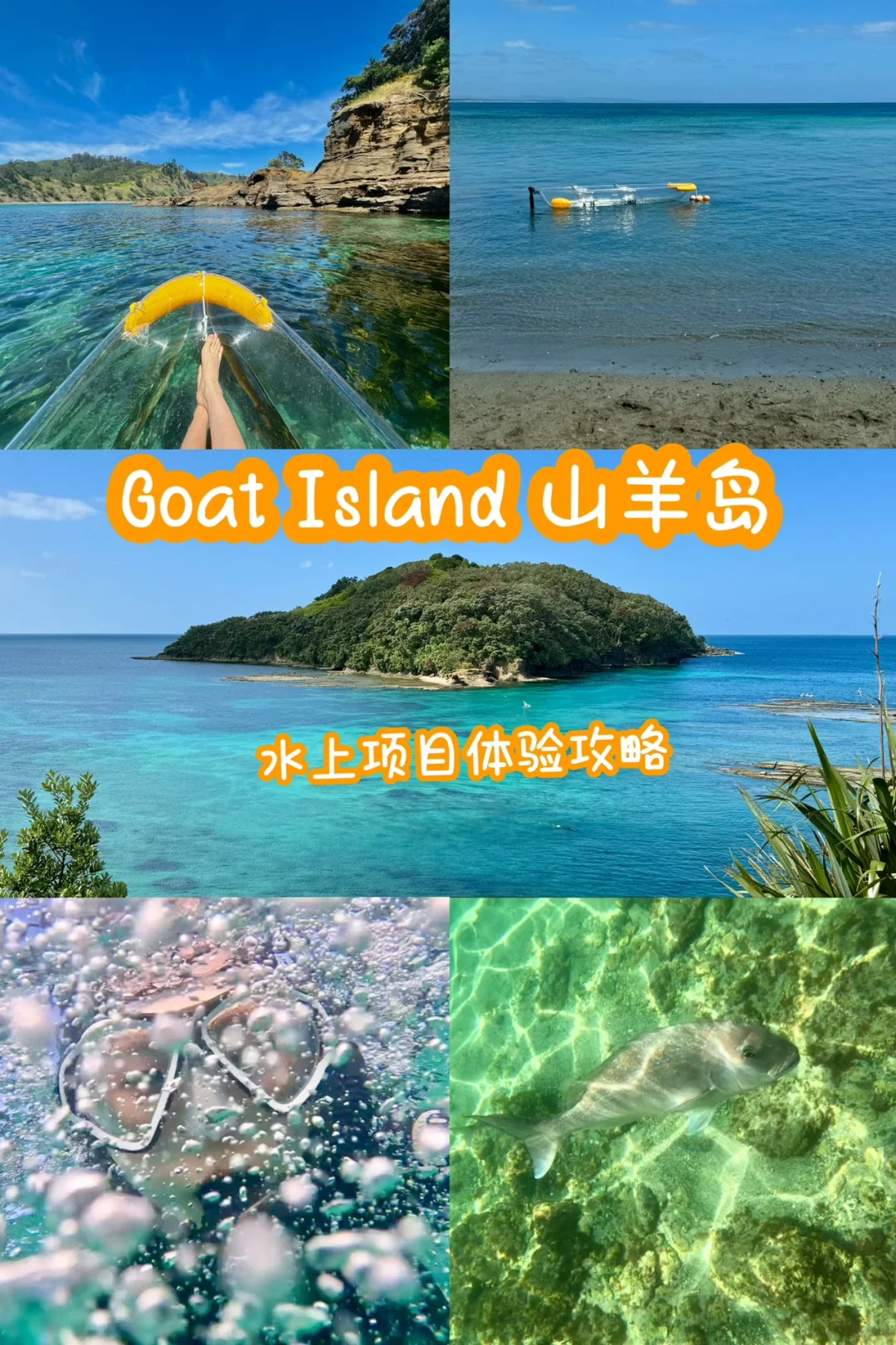 奥克兰山羊岛海洋保护区浮潜和划Clearyak体验