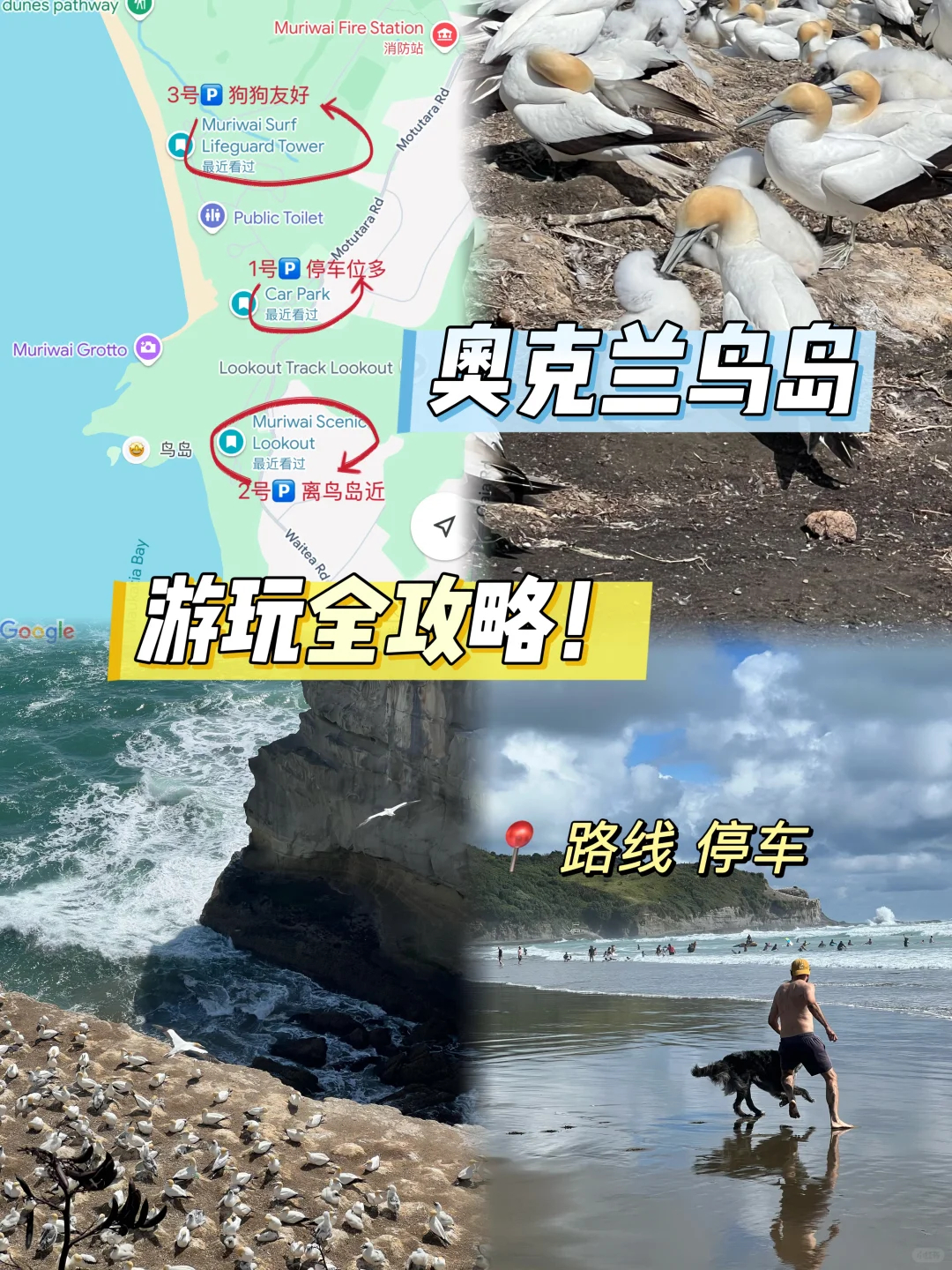探索奥克兰鸟岛的实用旅游攻略